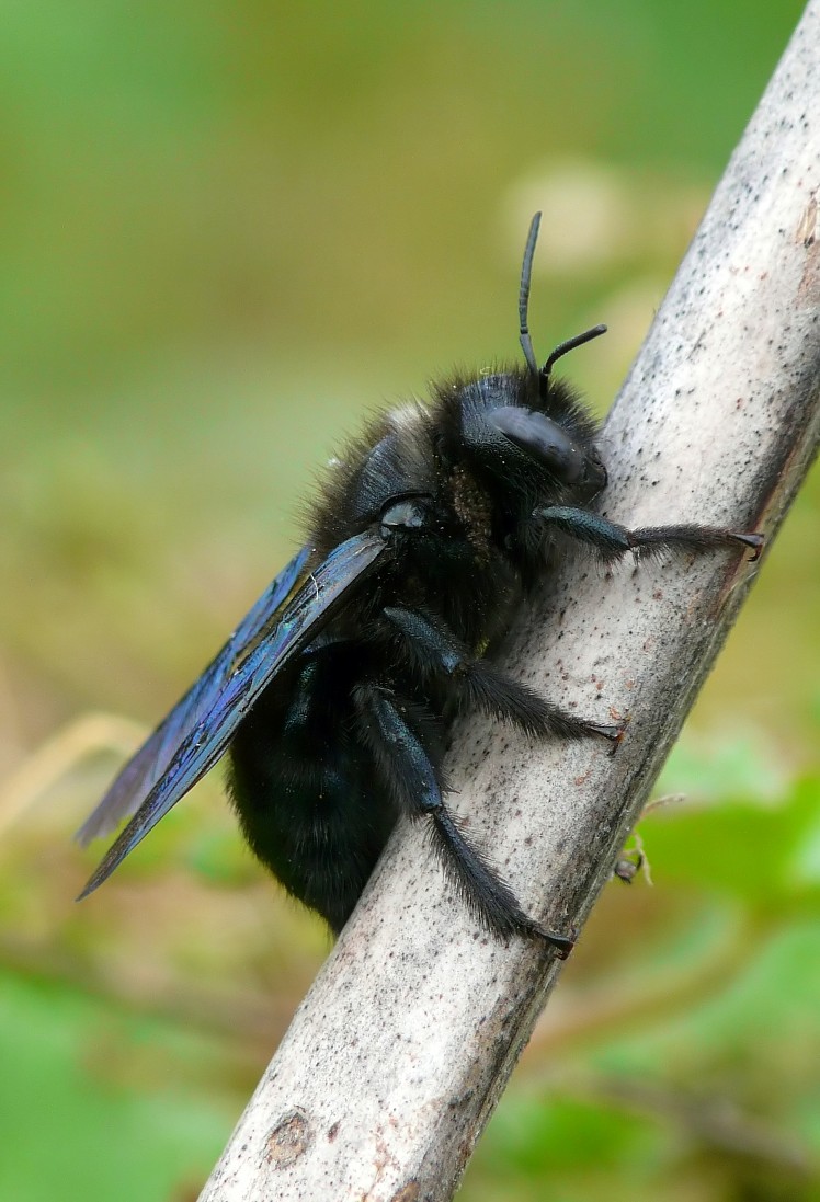 Xylocopa .....quale....?  Xylocopa valga  (Apidae)
